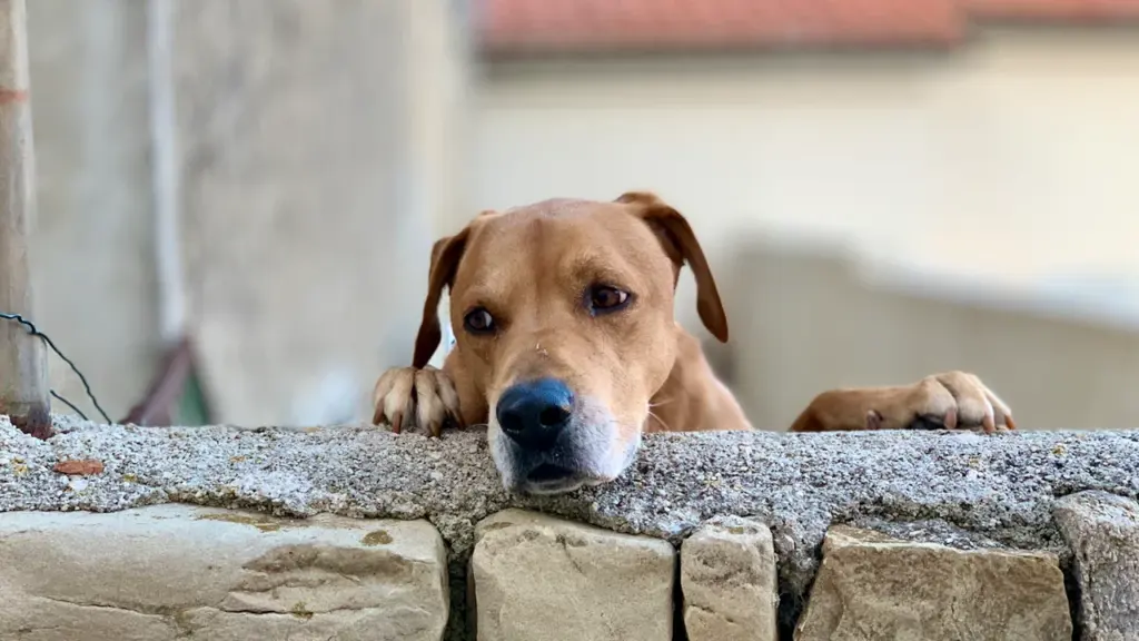 Chien brun mélancolique posé sur un muret, évoquant l'attente et l'abandon estival.