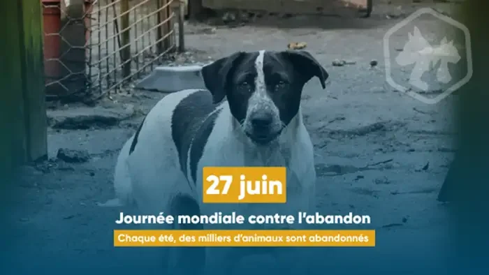 À Lyon, propriétaires d’animaux face au casse-tête de l’été