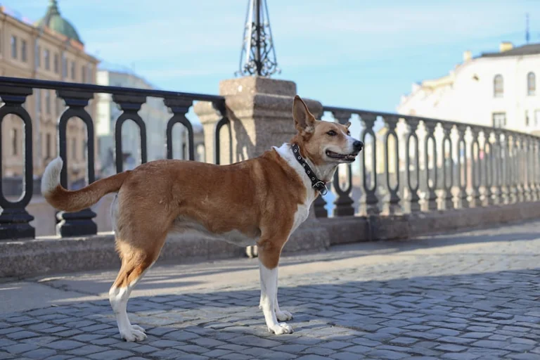 À Lyon, propriétaires d’animaux face au casse-tête de l’été