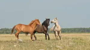 À Baillargues, cinq jours de fête camarguaise gratuits