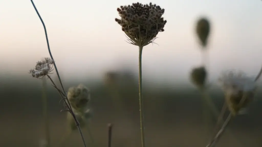 Gros plan sur une fleur sauvage dans un champ lors d'une journée ensoleillée.