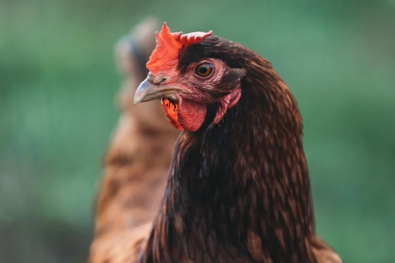 À Elbeuf, une expo gratuite relie dinosaures et oiseaux