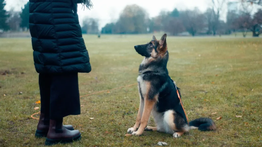 Un jeune berger allemand assis regarde attentivement une personne en manteau dans un parc.