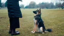 À Montreuil, des cours gratuits pour mieux éduquer son chien