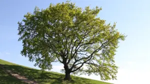 À Nice, « L’intelligence des arbres » se dévoile gratuitement