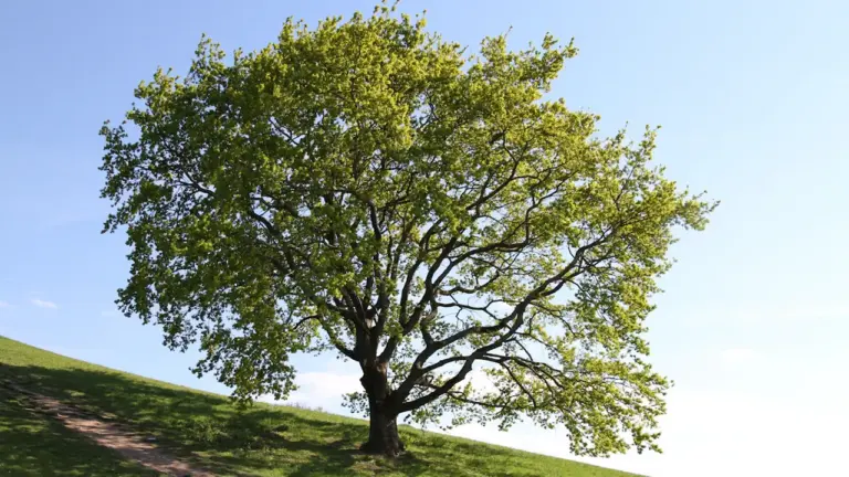À Nice, « L’intelligence des arbres » se dévoile gratuitement