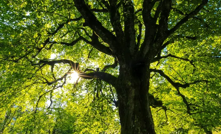 À Nice, « L’intelligence des arbres » se dévoile gratuitement
