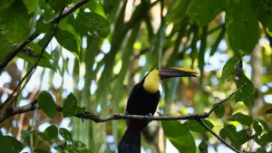 À Saint-Nazaire, un après-midi gratuit au Parc du Toucan: ce qu’il faut retenir