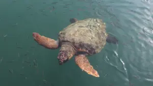 À Toulon, un nid de tortue impose des réflexes précis