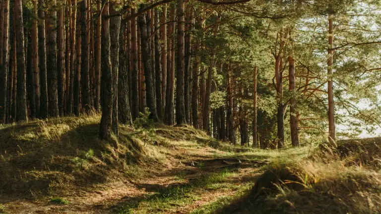 Draguignan face aux restrictions dans les forêts du Var