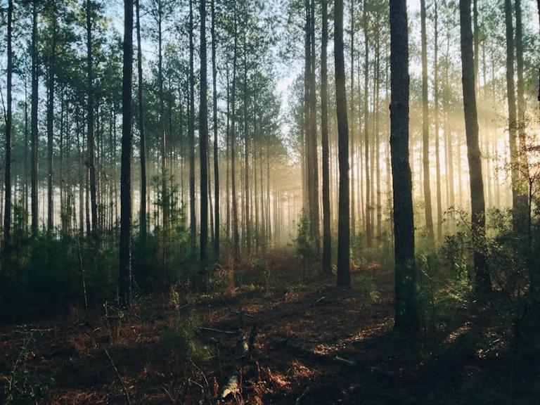 Draguignan face aux restrictions dans les forêts du Var