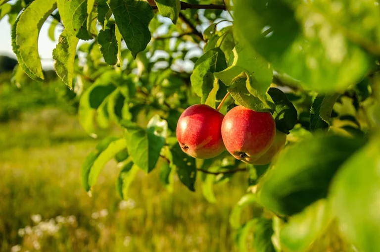 « Le verger en été » gratuit à Grand Quevilly le 22 juillet