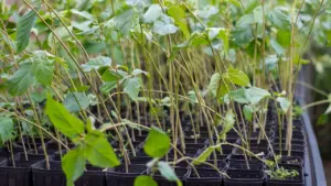 À Maubeuge, apprenez le bouturage le 22 août