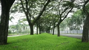 ARBOREACARLO à Bordeaux : l’atelier forêt gratuit du 26 août