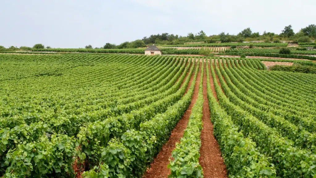 Vaste vignoble en Provence avec une petite maison traditionnelle au loin.