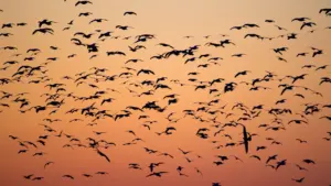 Nîmes : le réveil des oiseaux, gratuit le 23 août